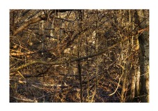 pollock12