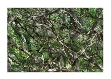 pollock5