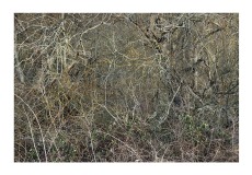 pollock8