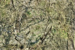 site1