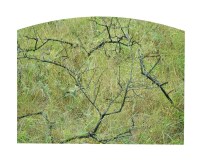 SITE_HIERO1_DSC06431