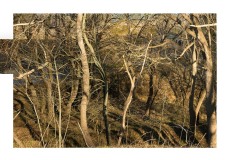art_hors_champ_off_camera_nature-4