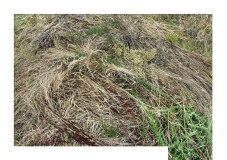 art_hors_champ_off_camera_nature-5