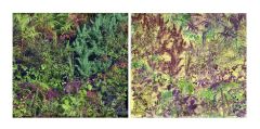 CARRE_6_fougere_verte_2