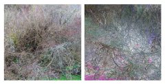 site_DSC06816