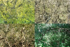 DSC068831-copie2