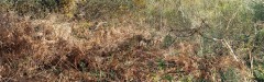 SITE_DSC02533-copie
